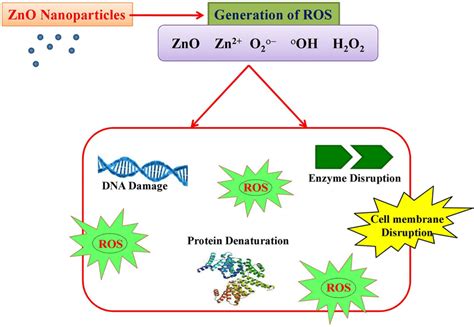  Zinc Oxide: สุดยอดสารเพิ่มประสิทธิภาพและตัวช่วยในการยับยั้งการเจริญเติบโตของแบคทีเรีย